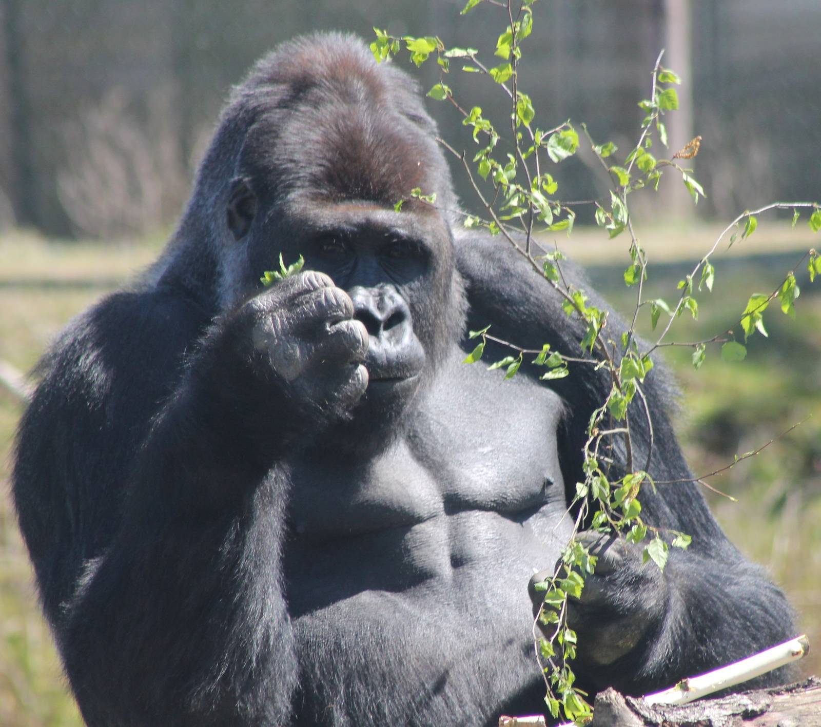 She loves me, she loves me not, she loves me......