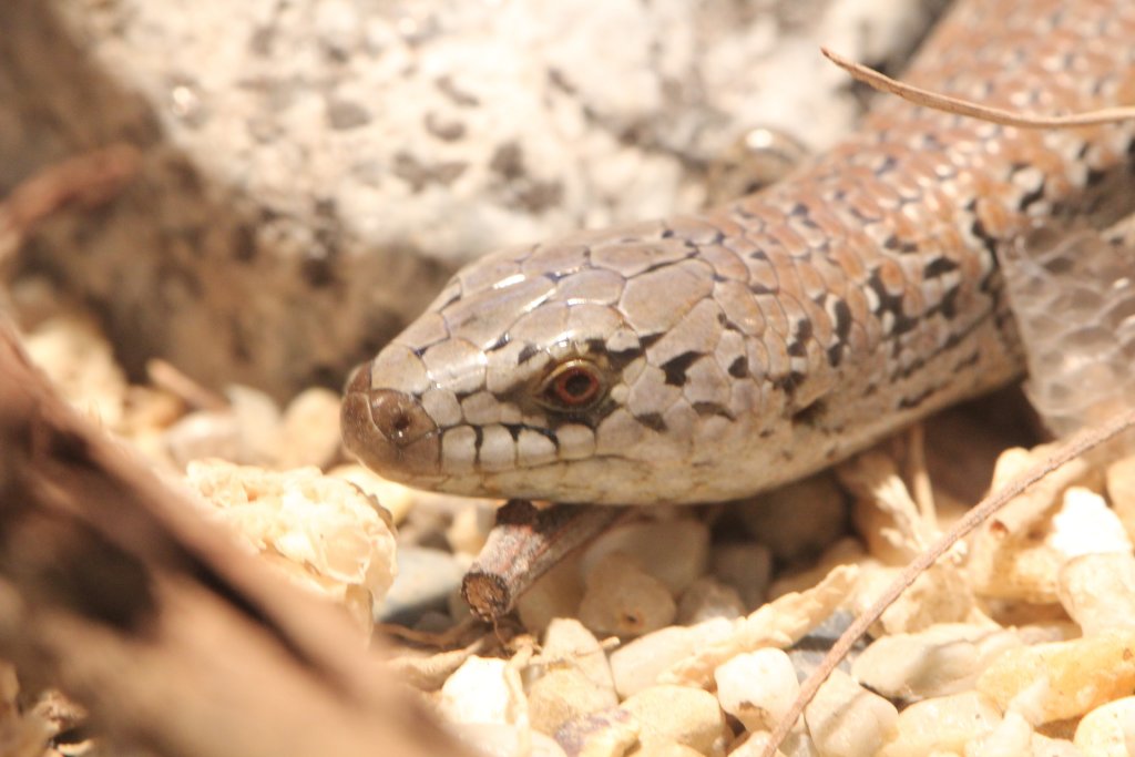 She-oak Skink