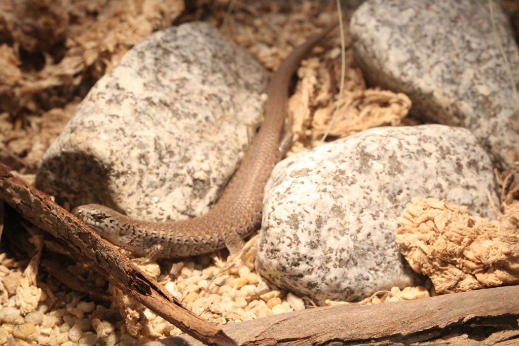 She-oak Skink