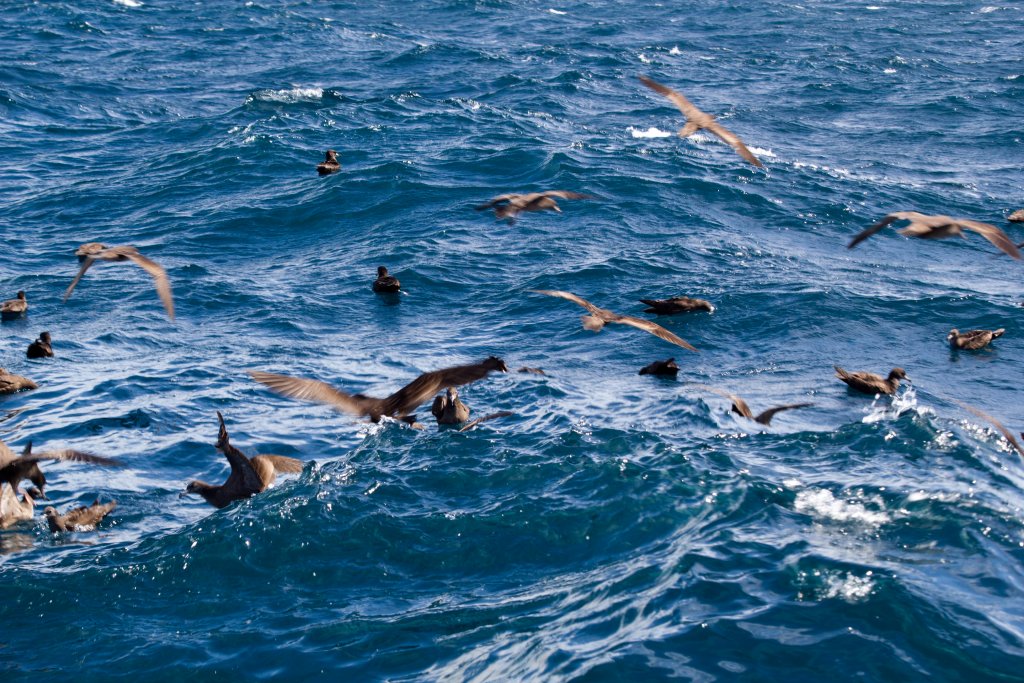 Shearwaters