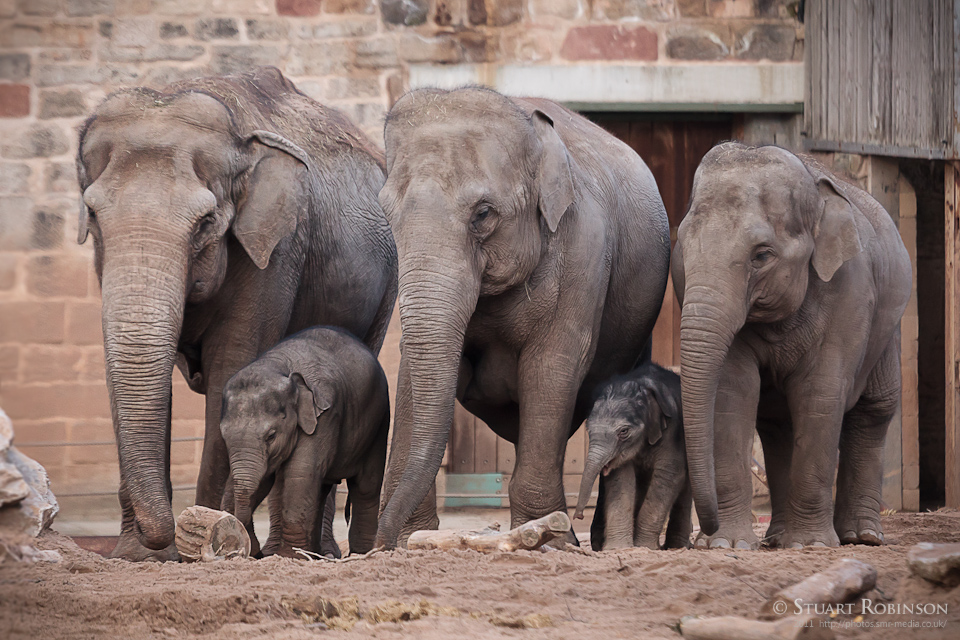 Sheba and Family - 27/01/2011