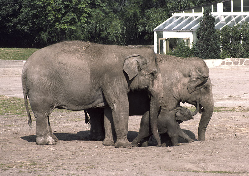 'Sheba', 'Judy' and 'Jubilee' 1977