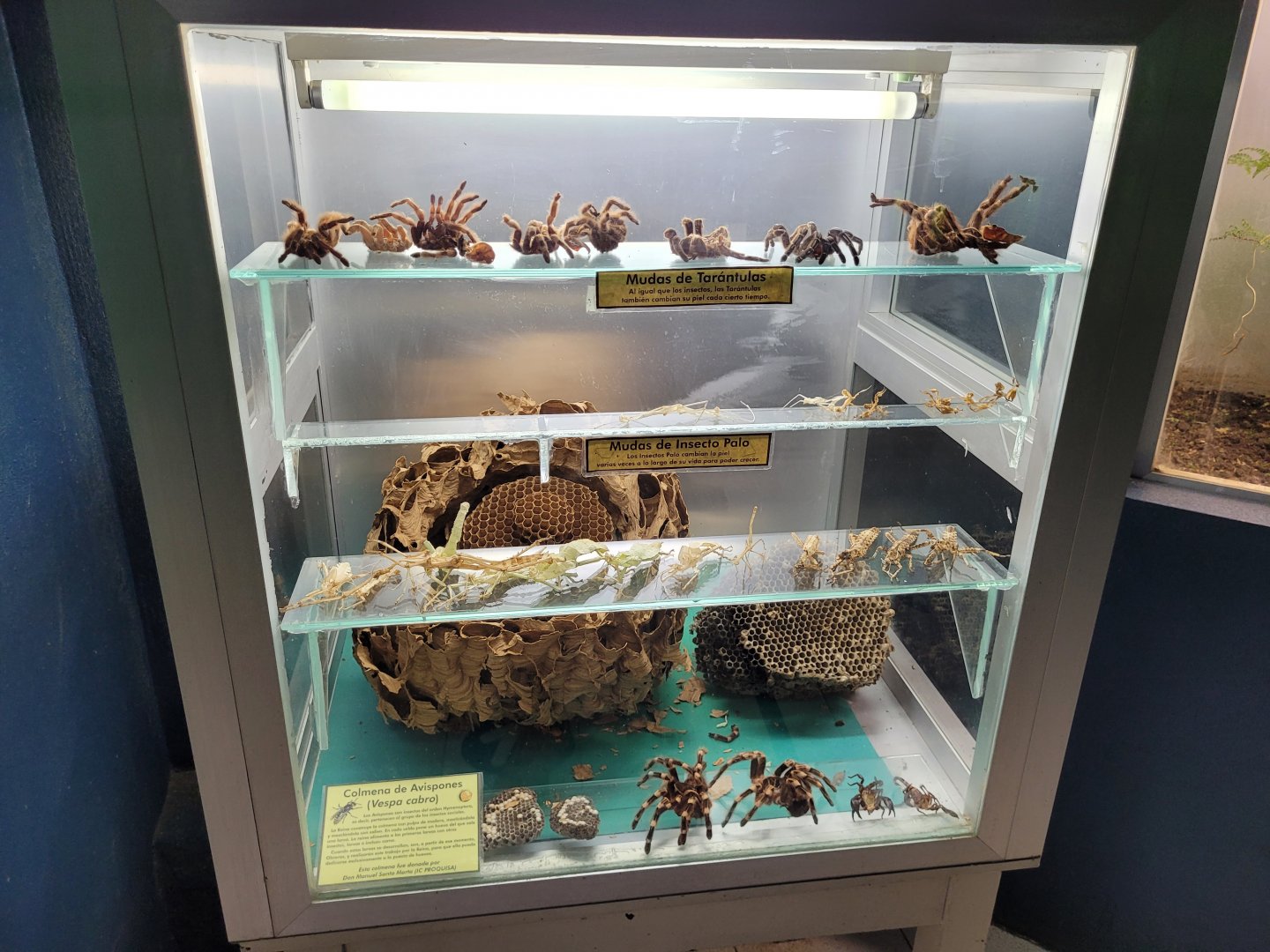 Shed display -Zoo de Santillana del Mar (2023)