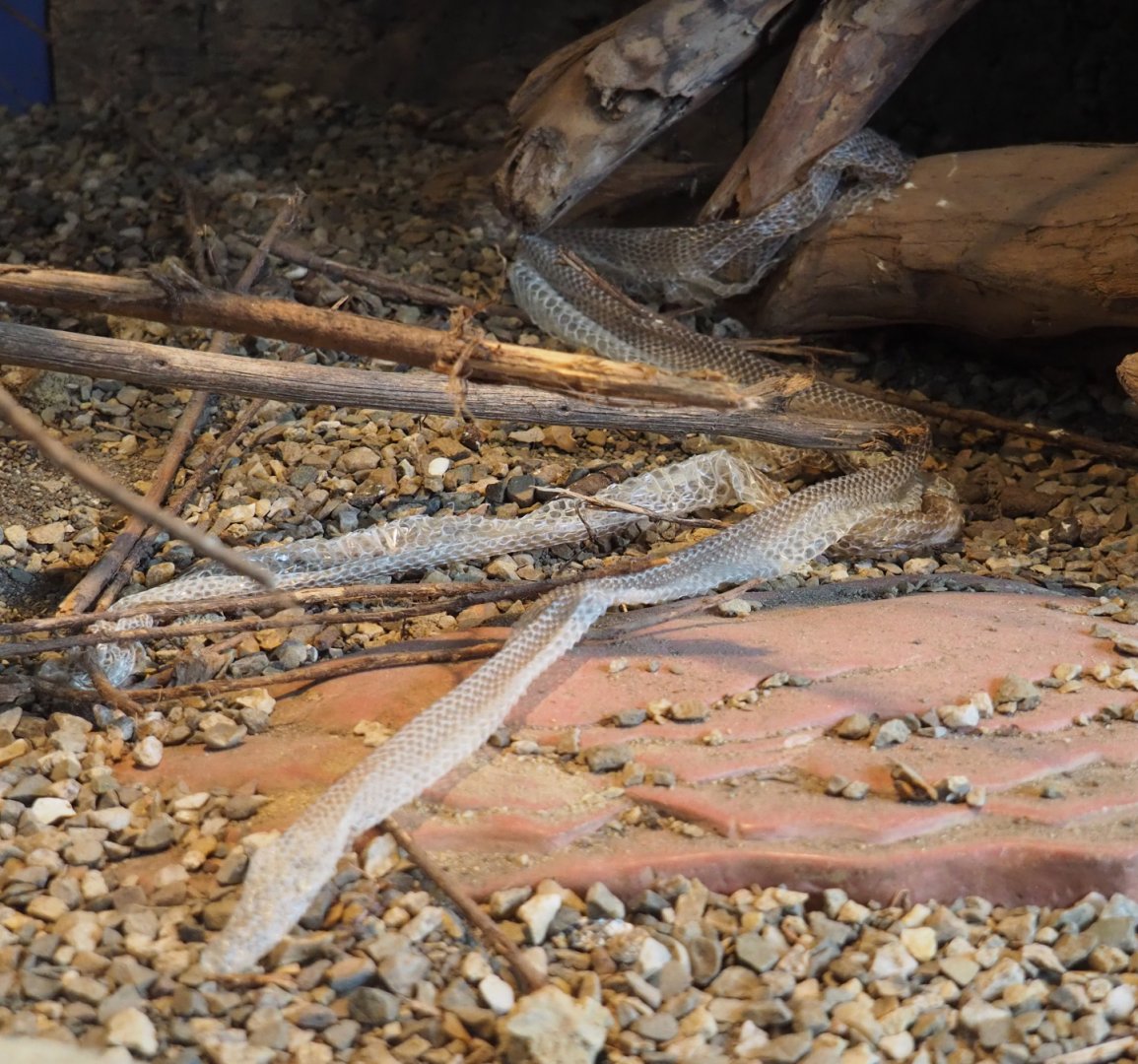 Shed skin of Children’s python (Antaresia childreni), 2020-07-14