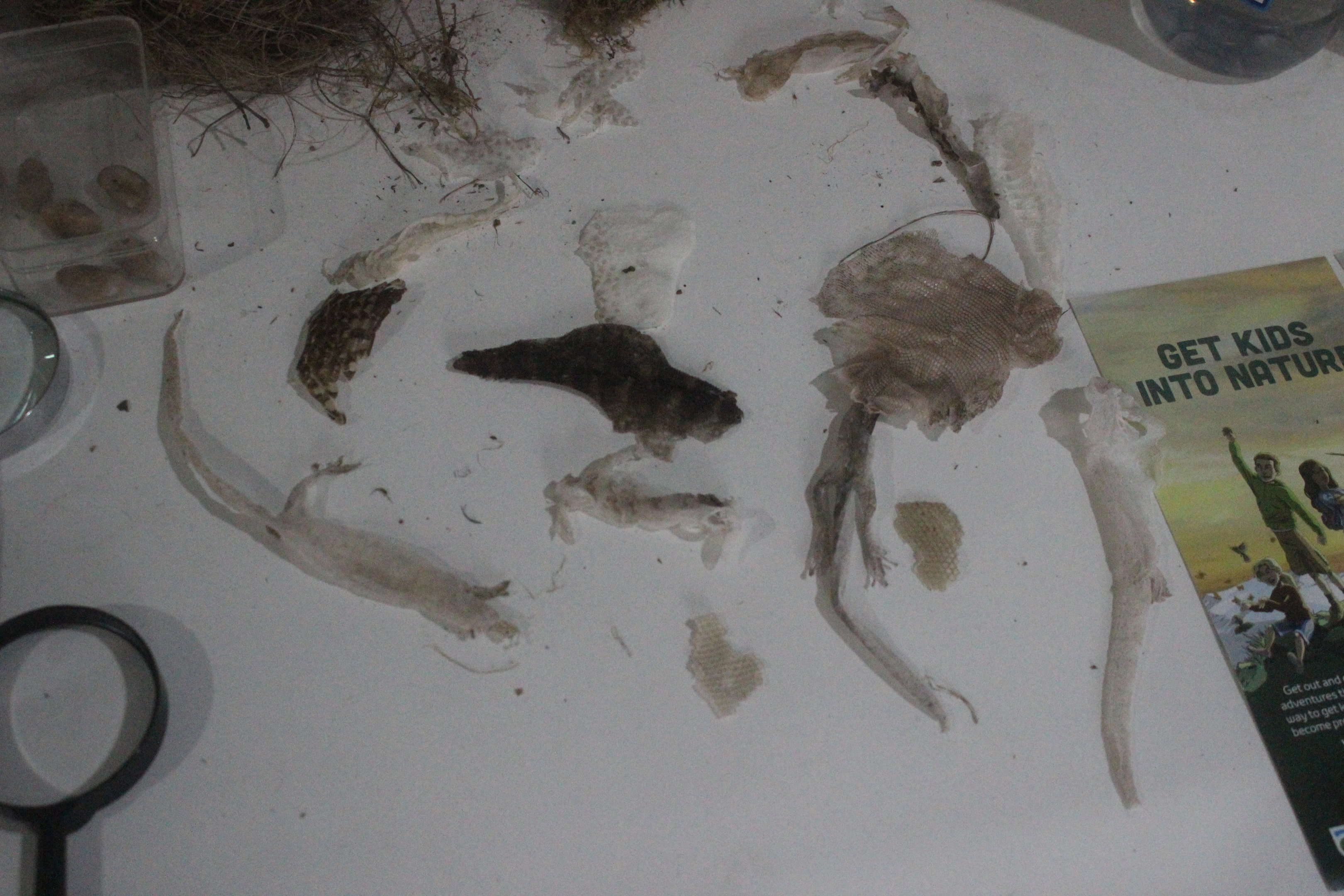 Shed skins of lizards, Wildlife Foxton Trust