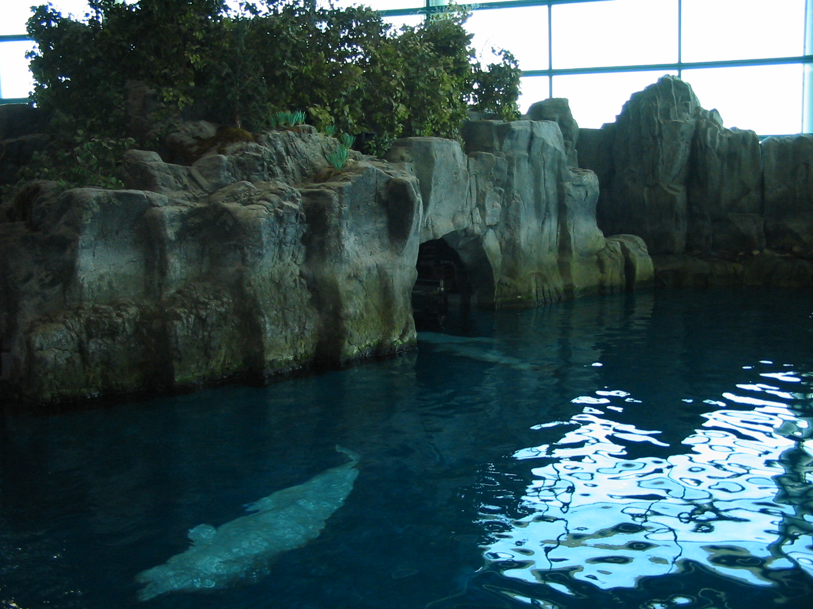 Shedd Aquarium 2003 - Beluga Pool