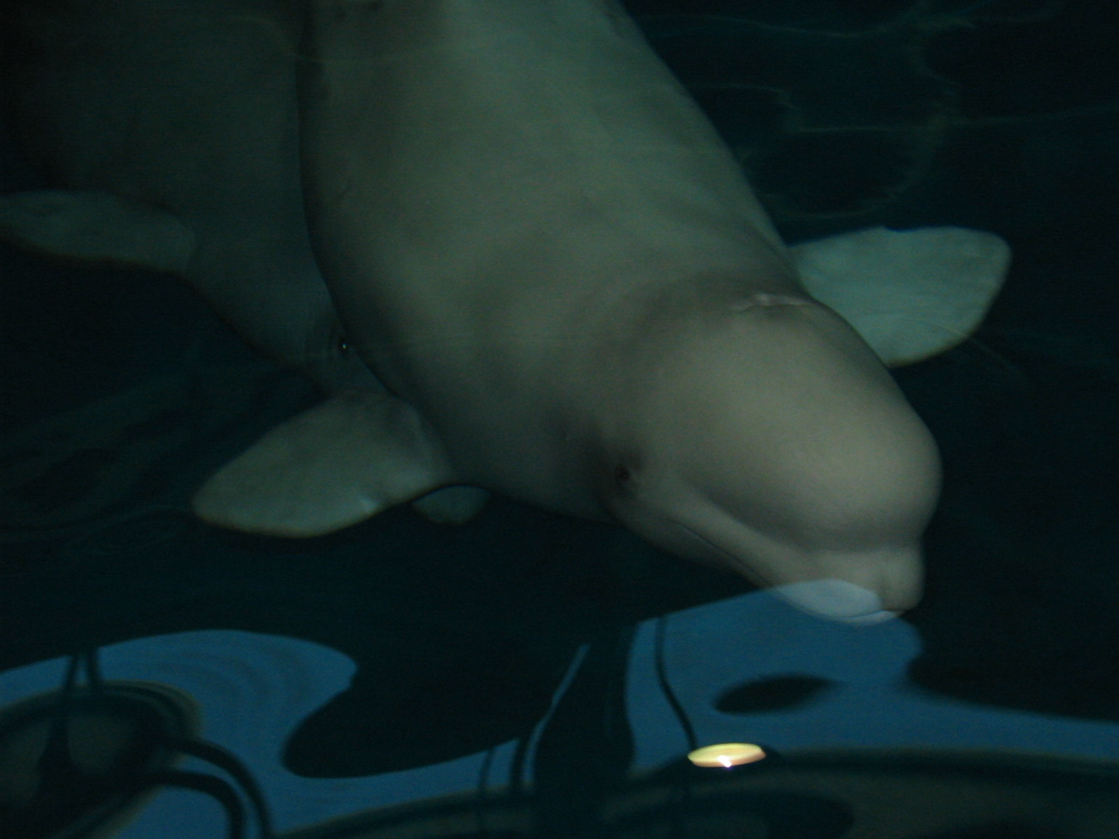 Shedd Aquarium 2003 - Beluga underwater