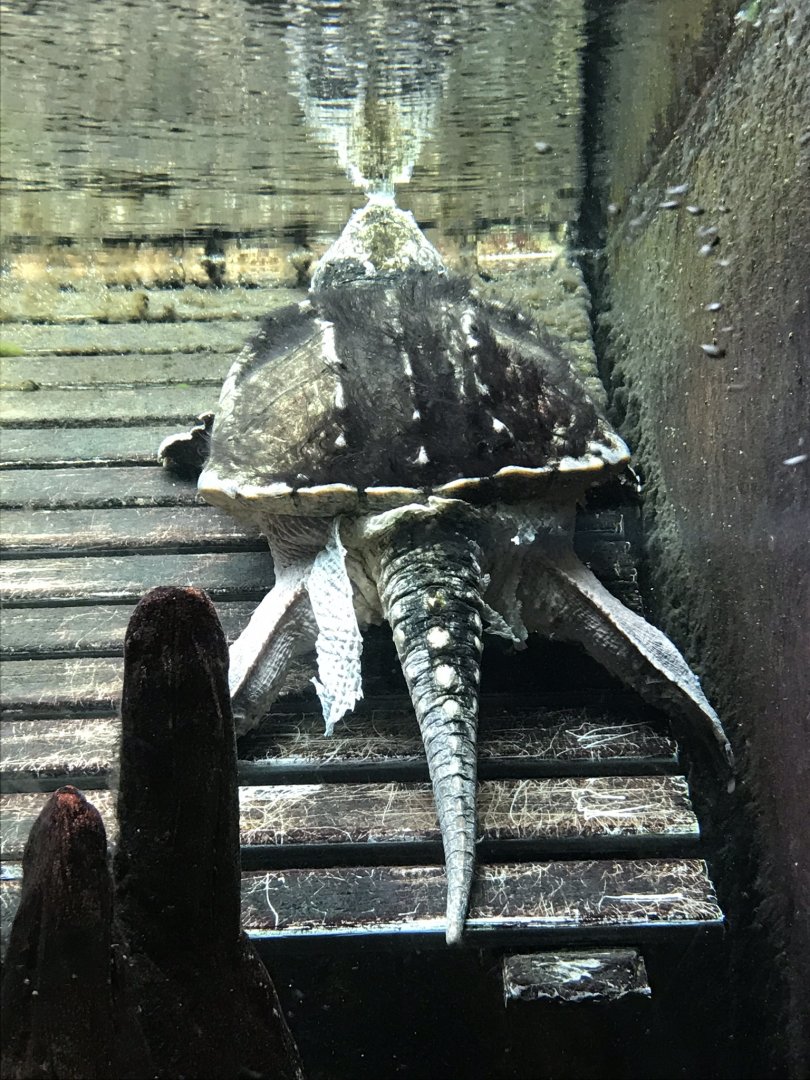 Shedd Aquarium: Alligator Snapping Turtle