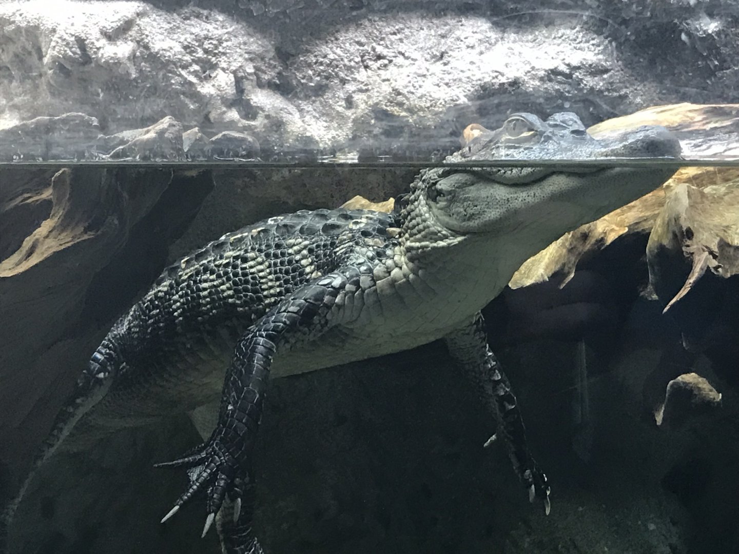 Shedd Aquarium: American Alligator