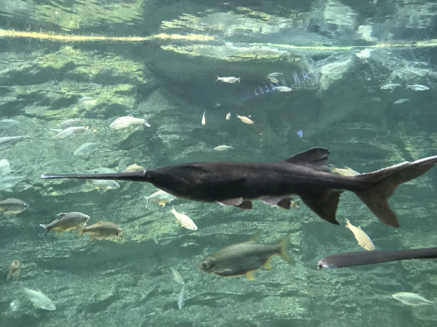 Shedd Aquarium: American Paddlefish