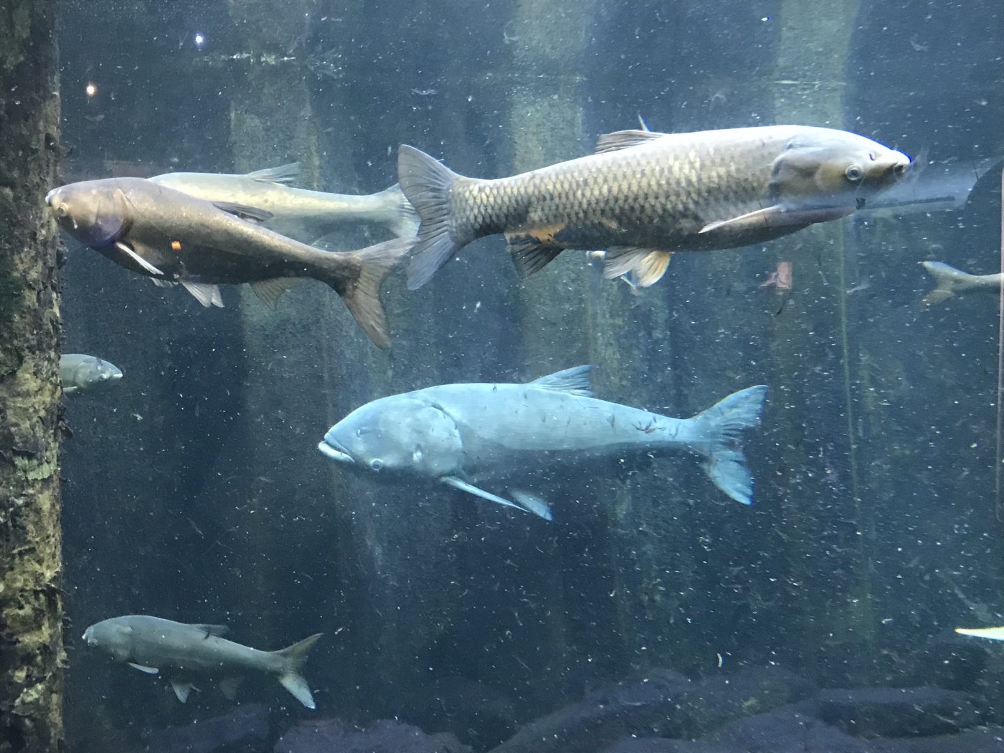 Shedd Aquarium: Asian Bighead Carp