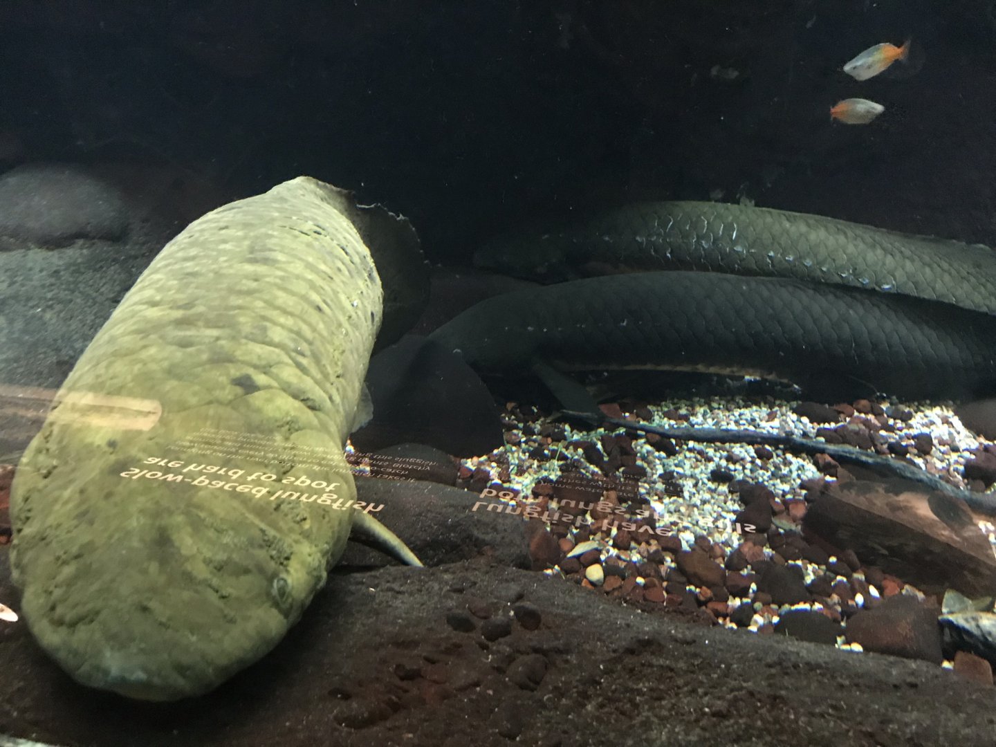 Shedd Aquarium: Australian Lungfish