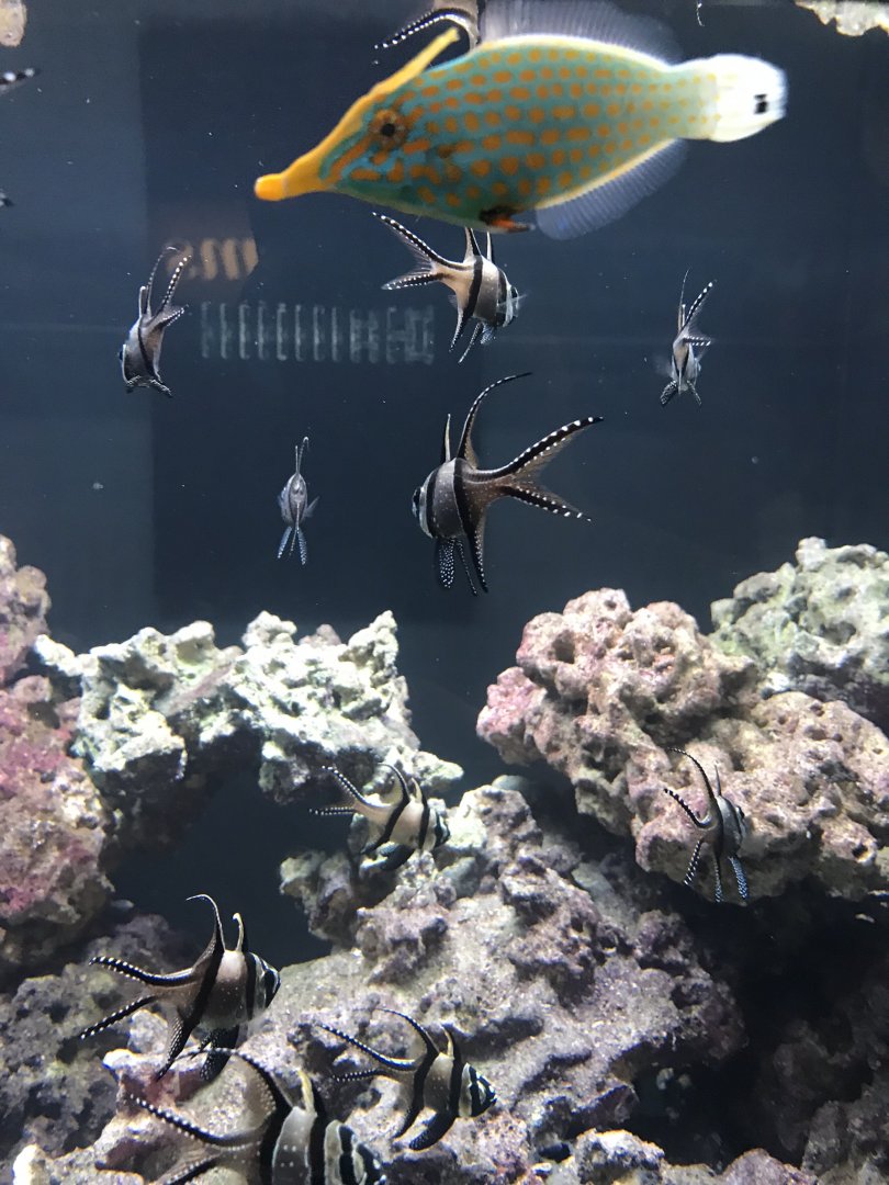 Shedd Aquarium Banggai Cardinalfish and Orange-Spotted Filefish
