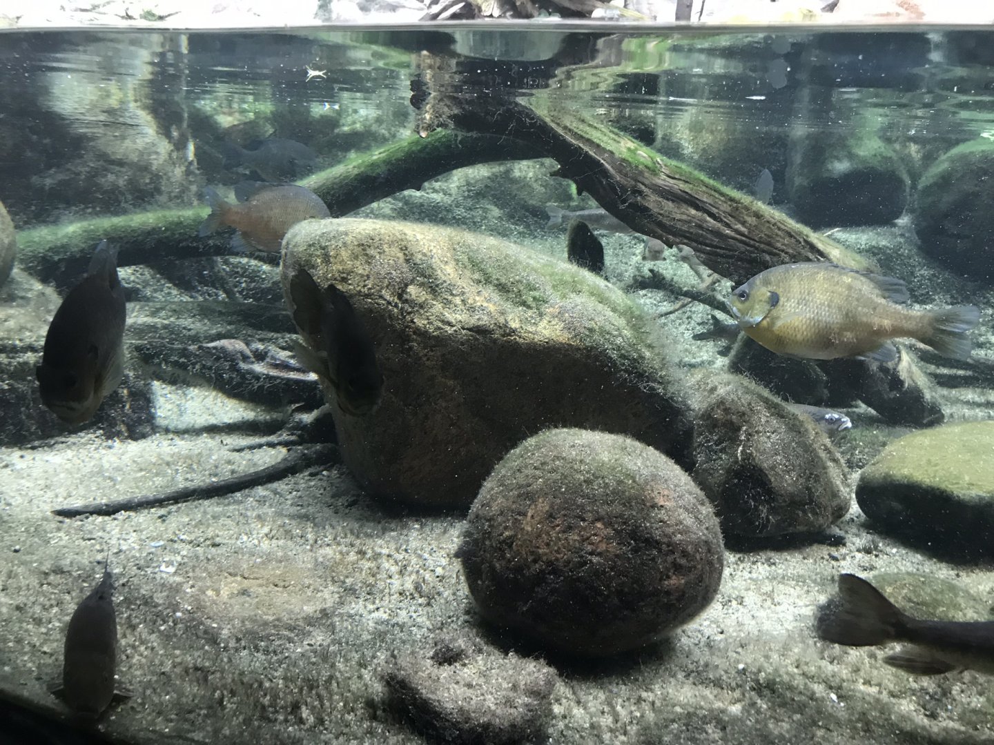 Shedd Aquarium: Bluegills