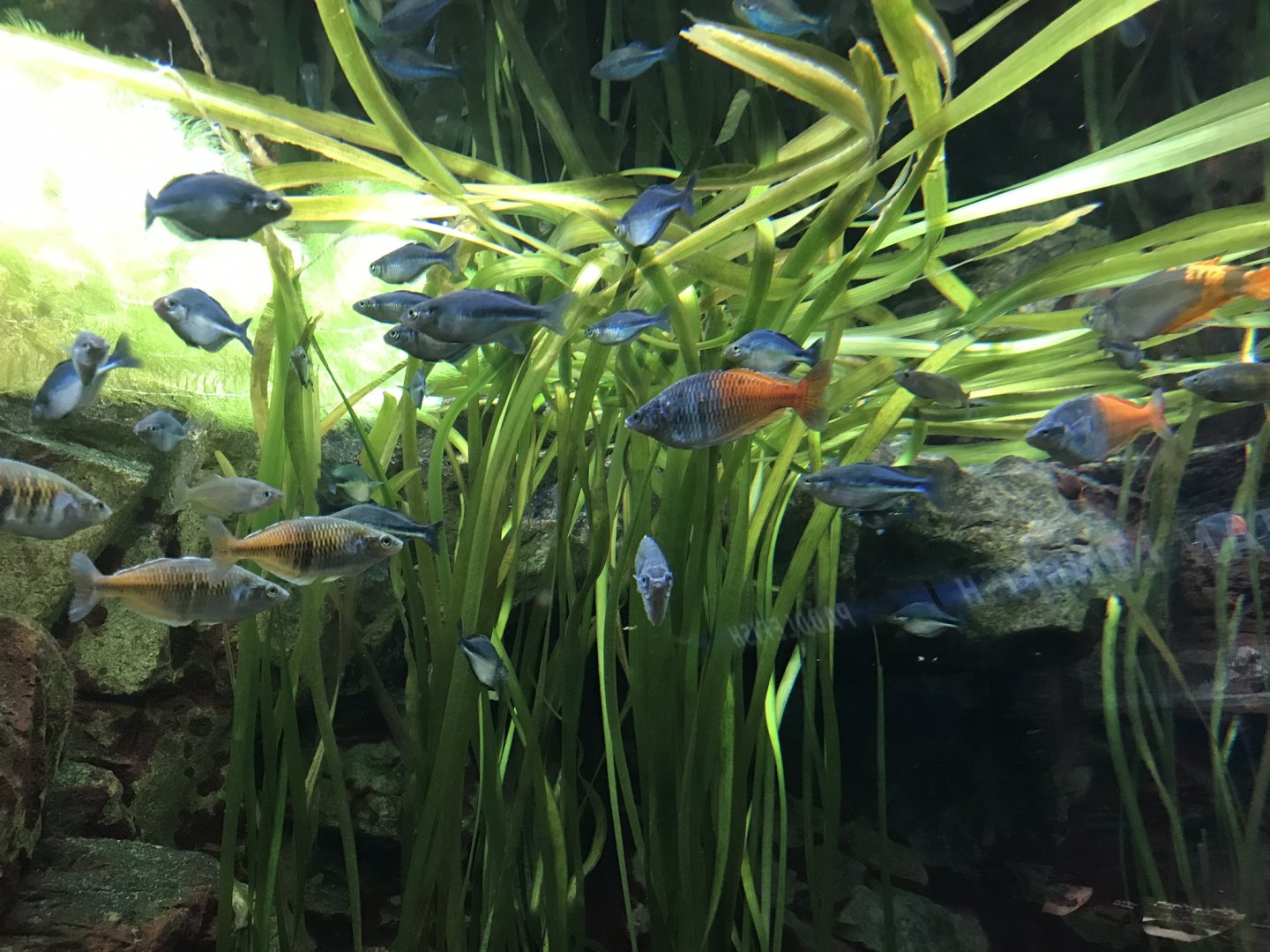 Shedd Aquarium: Boeseman's Rainbowfish