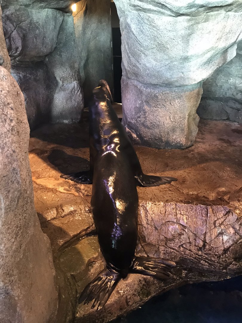 Shedd Aquarium: California Sea Lion
