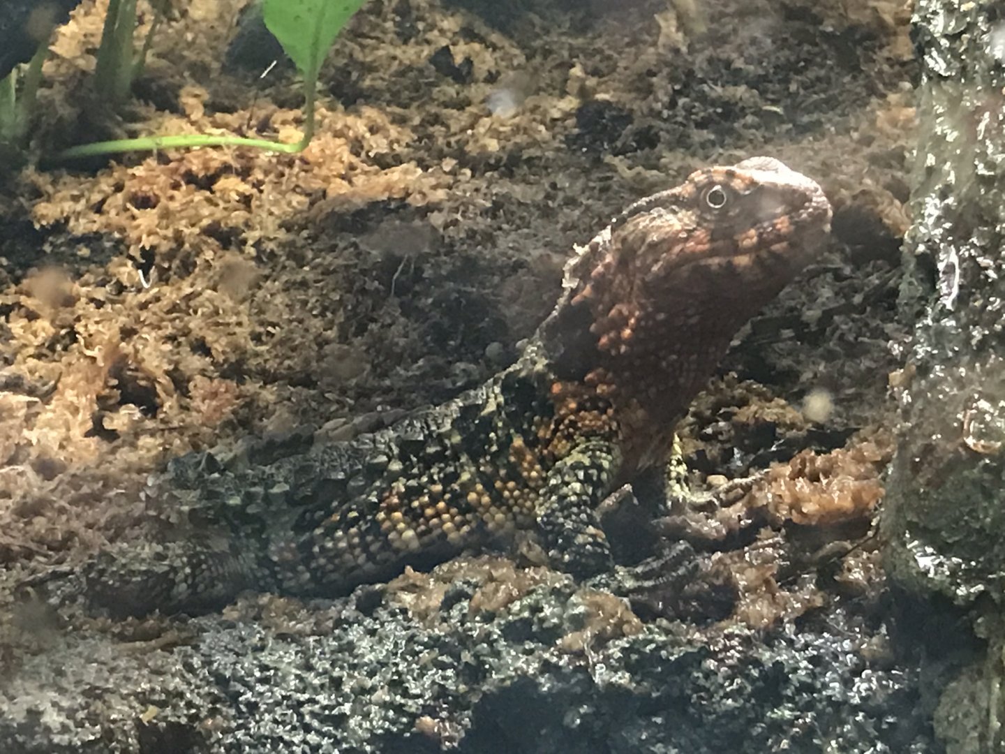 Shedd Aquarium: Chinese Crocodile Lizard
