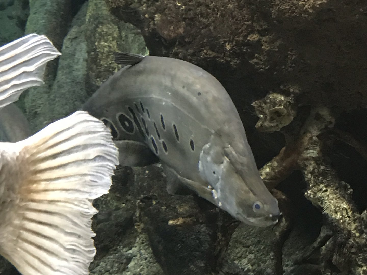Shedd Aquarium: Clown Featherback