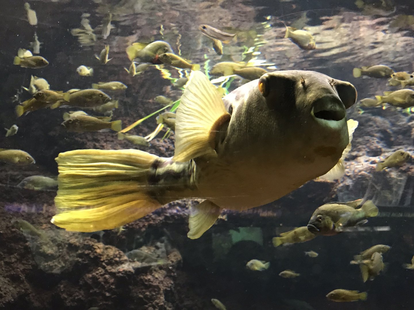Shedd Aquarium: Congo River Puffer