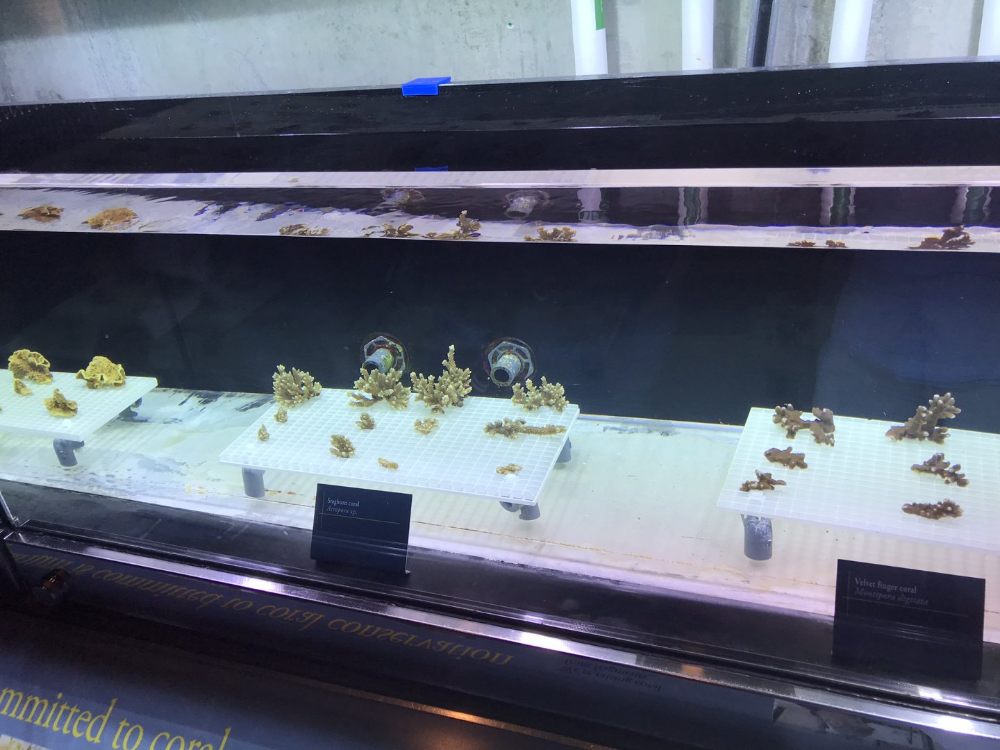 Shedd Aquarium: Coral Propagation