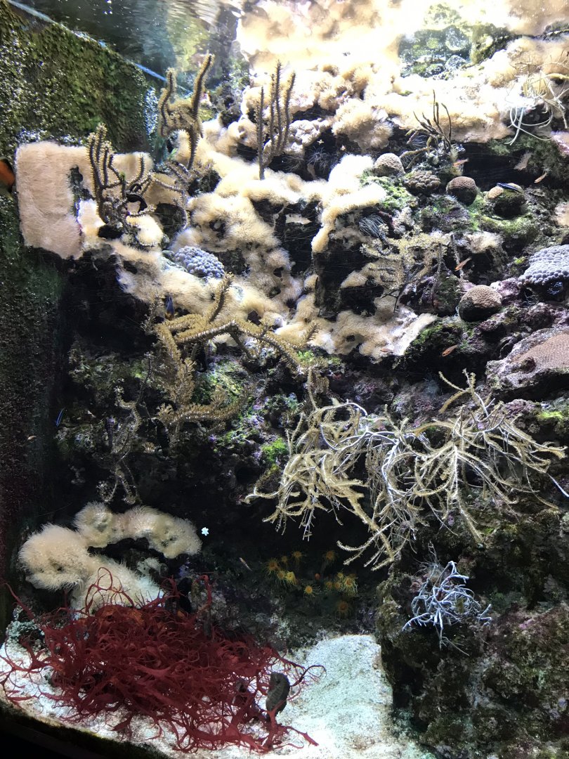 Shedd Aquarium: Coral Reef