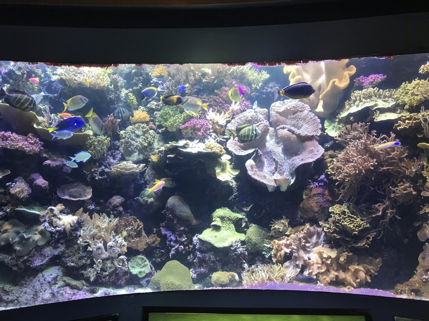 Shedd Aquarium: Coral Reef