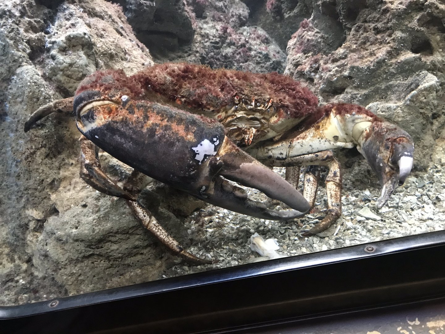 Shedd Aquarium: Crab