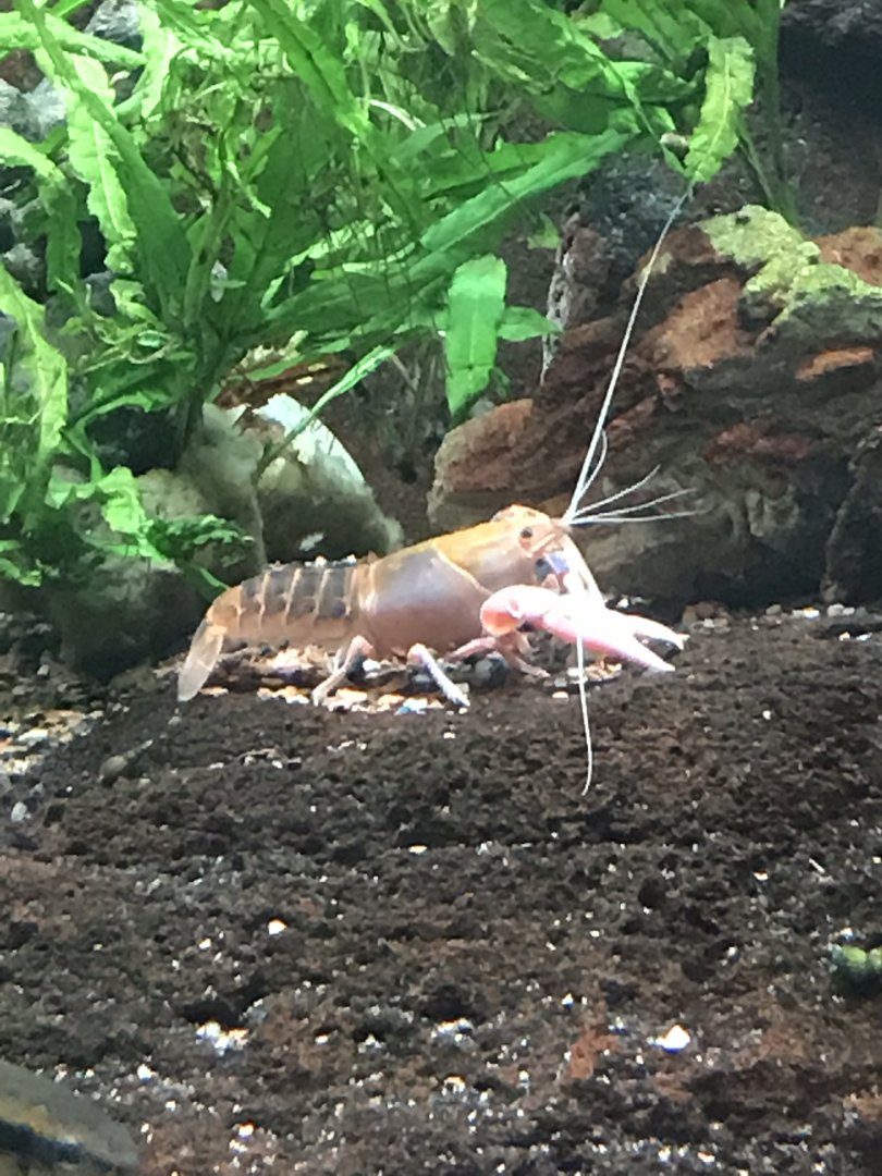 Shedd Aquarium: Crayfish