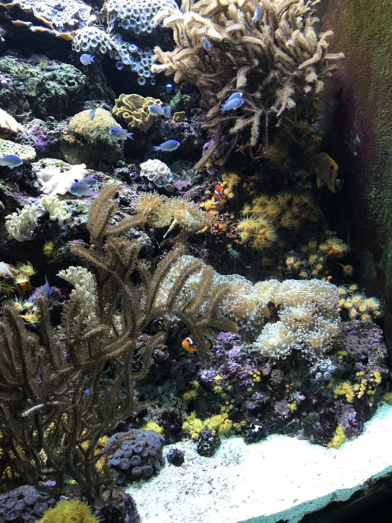 Shedd Aquarium: Damsels and Clownfish