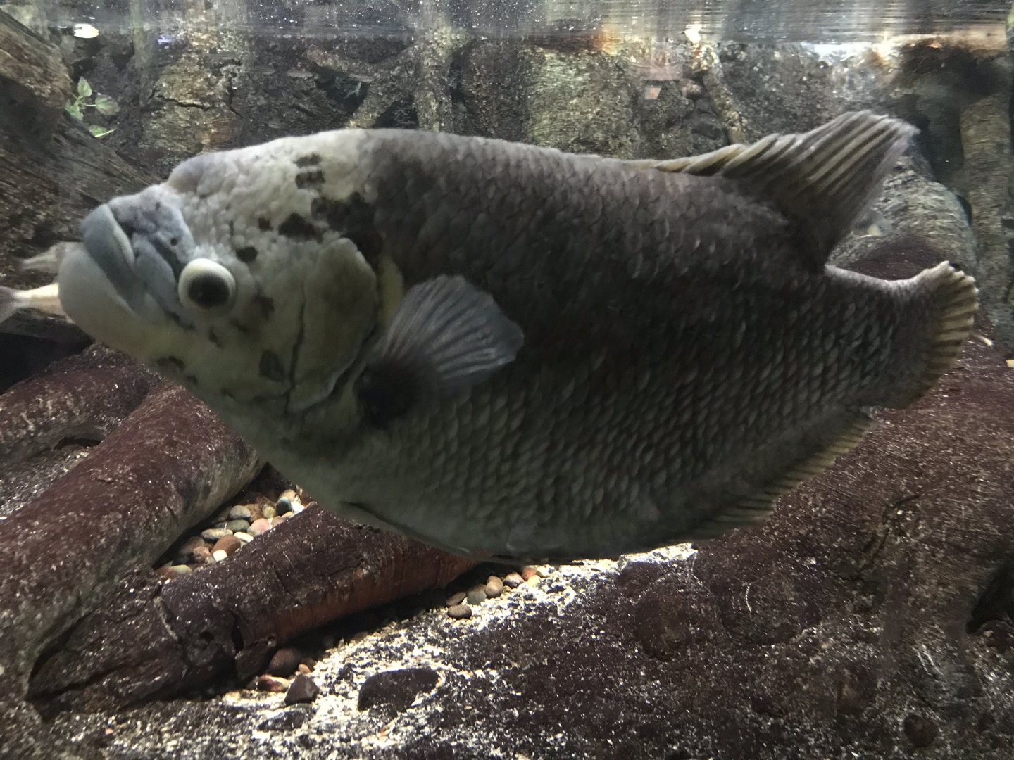Shedd Aquarium: Giant Gourami