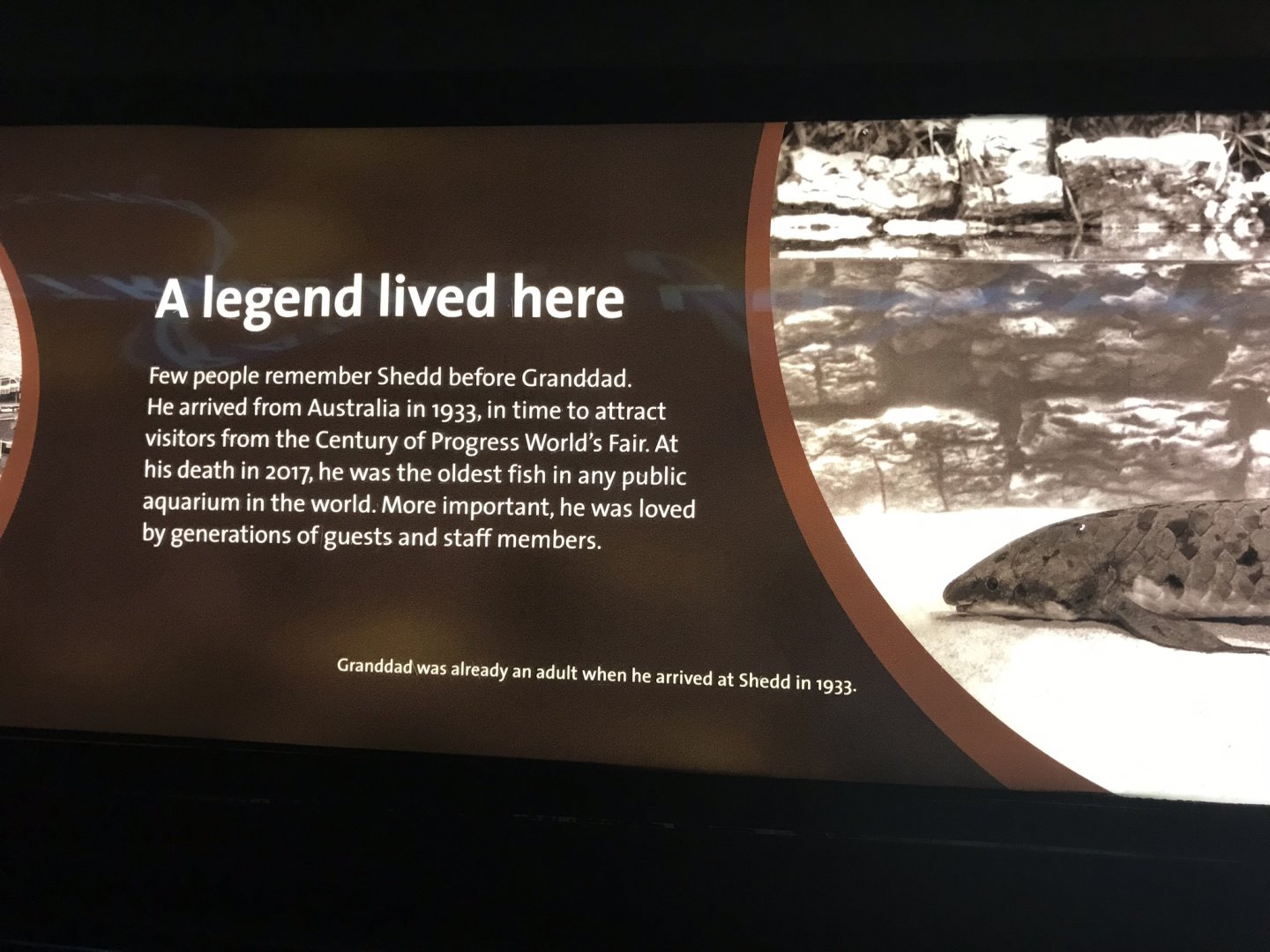 Shedd Aquarium: Granddad the Lungfish
