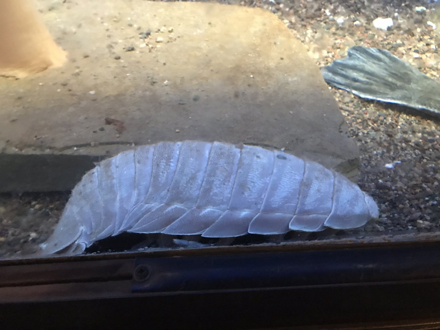 Shedd Aquarium: Isopod