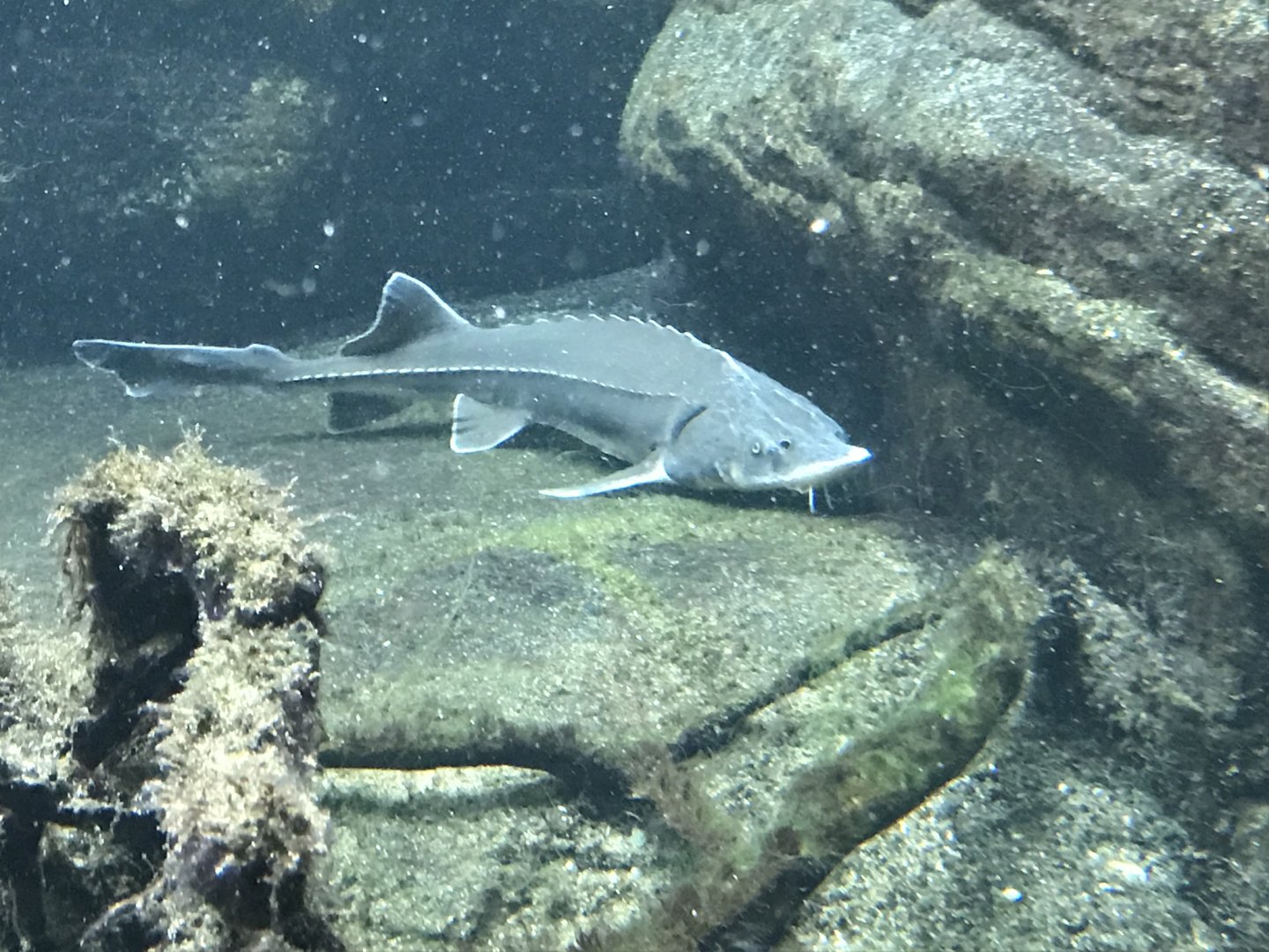 Shedd Aquarium: Lake Sturgeon