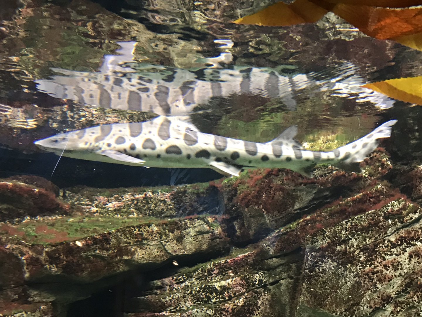 Shedd Aquarium: Leopard Shark