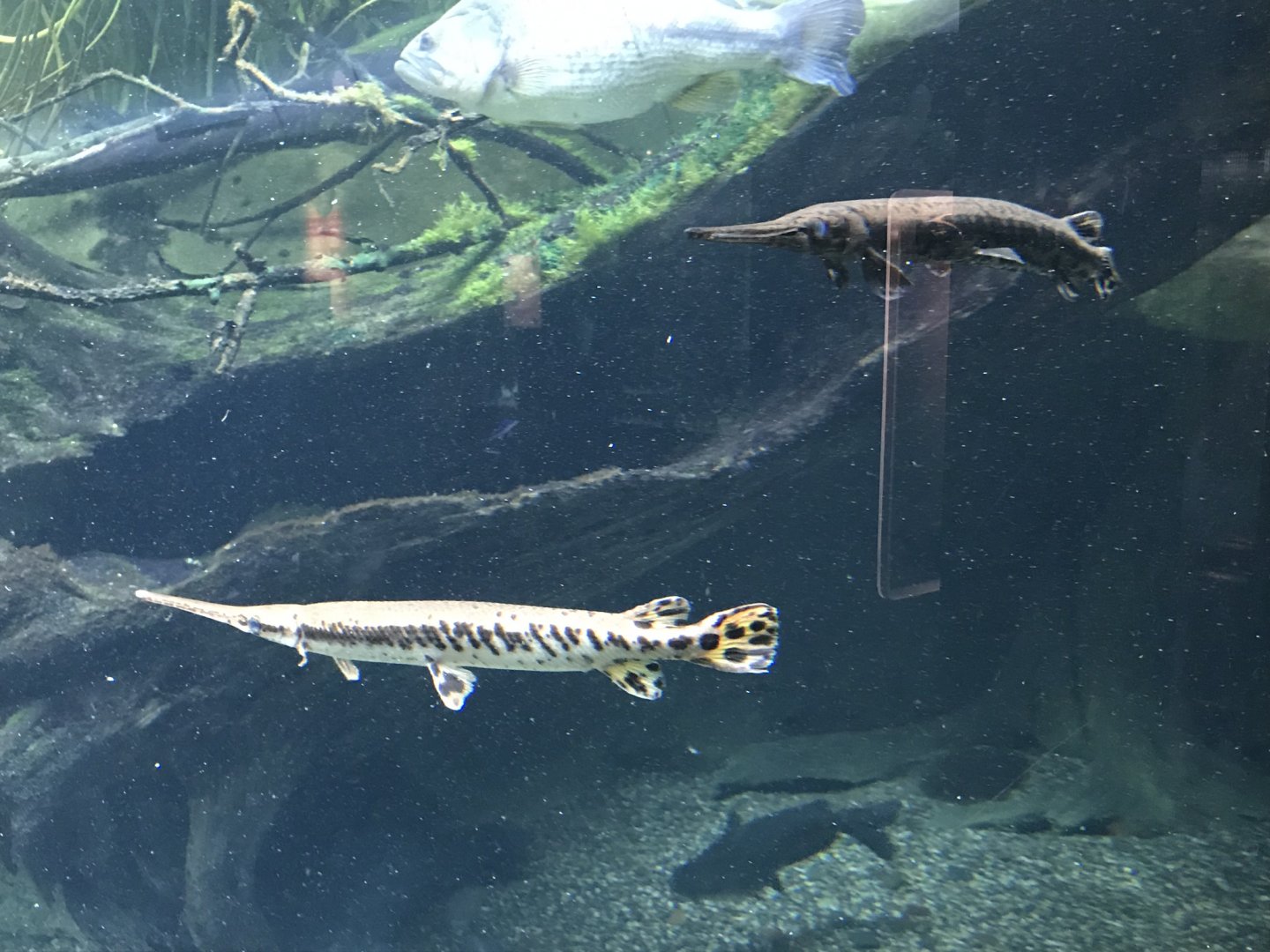 Shedd Aquarium: Longnose Gars