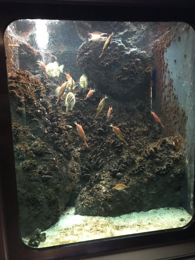 Shedd Aquarium: Longspine Snipefish and Pineconefish