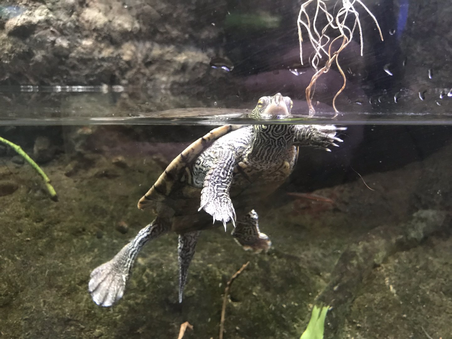 Shedd Aquarium: Map Turtle
