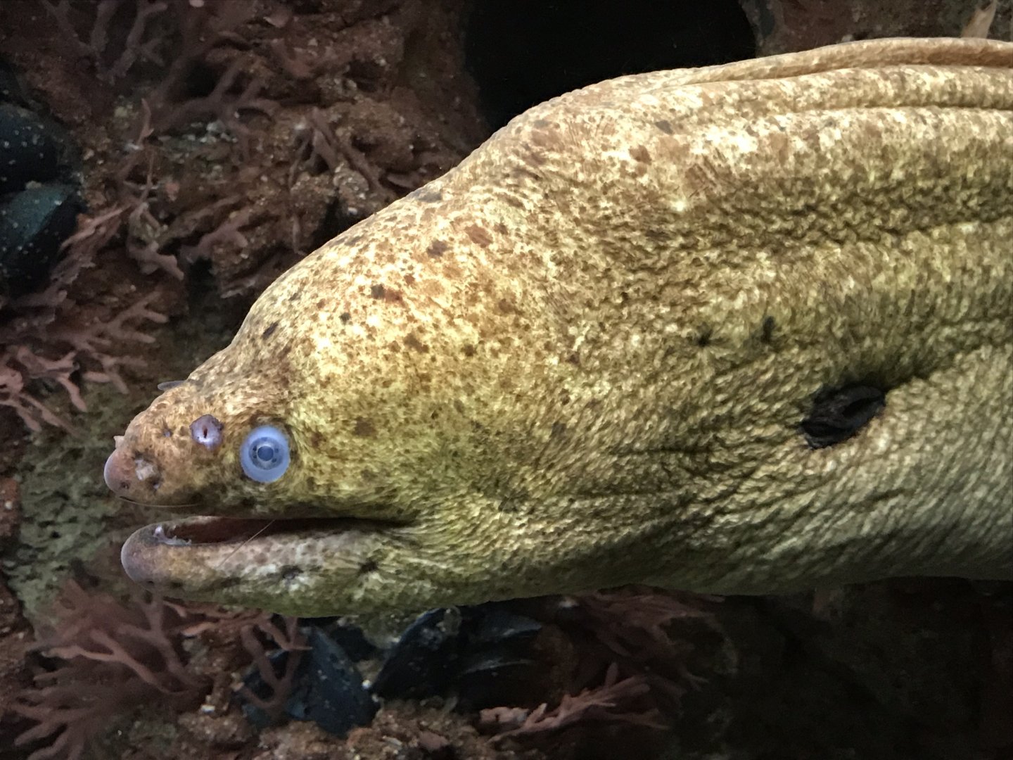 Shedd Aquarium: Moray Eel