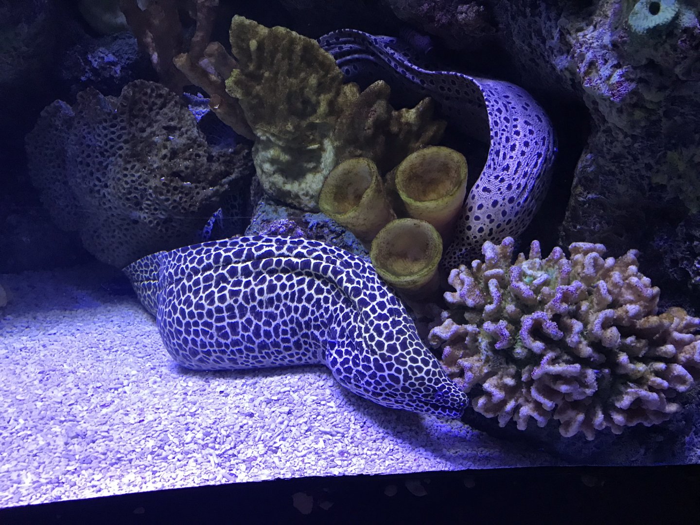 Shedd Aquarium: Moray Eels