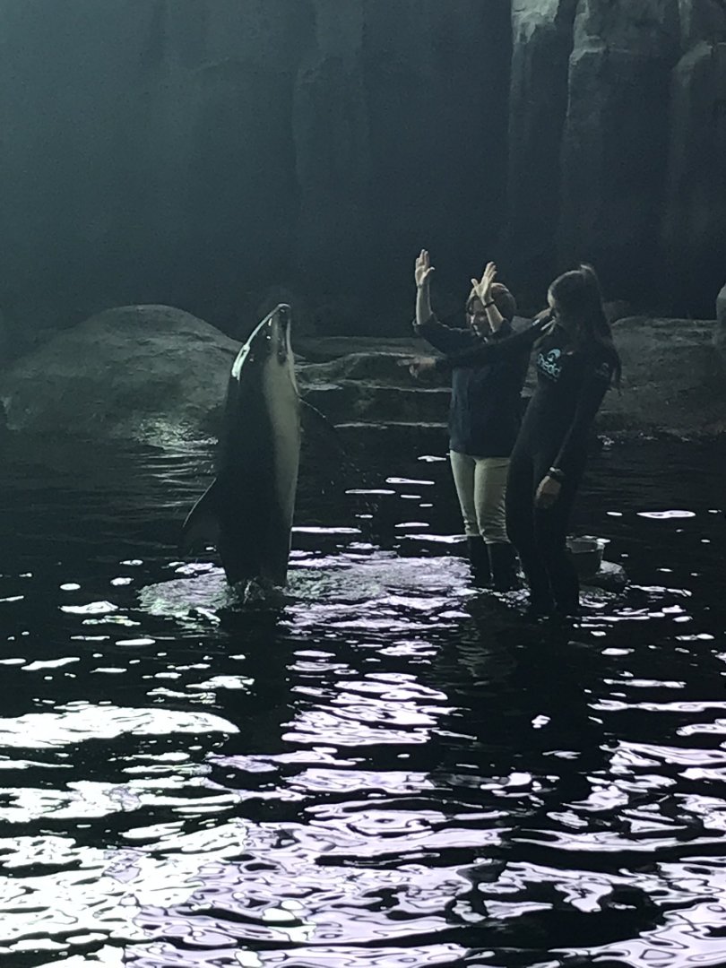 Shedd Aquarium: Pacific White-Sided Dolphin and Trainers