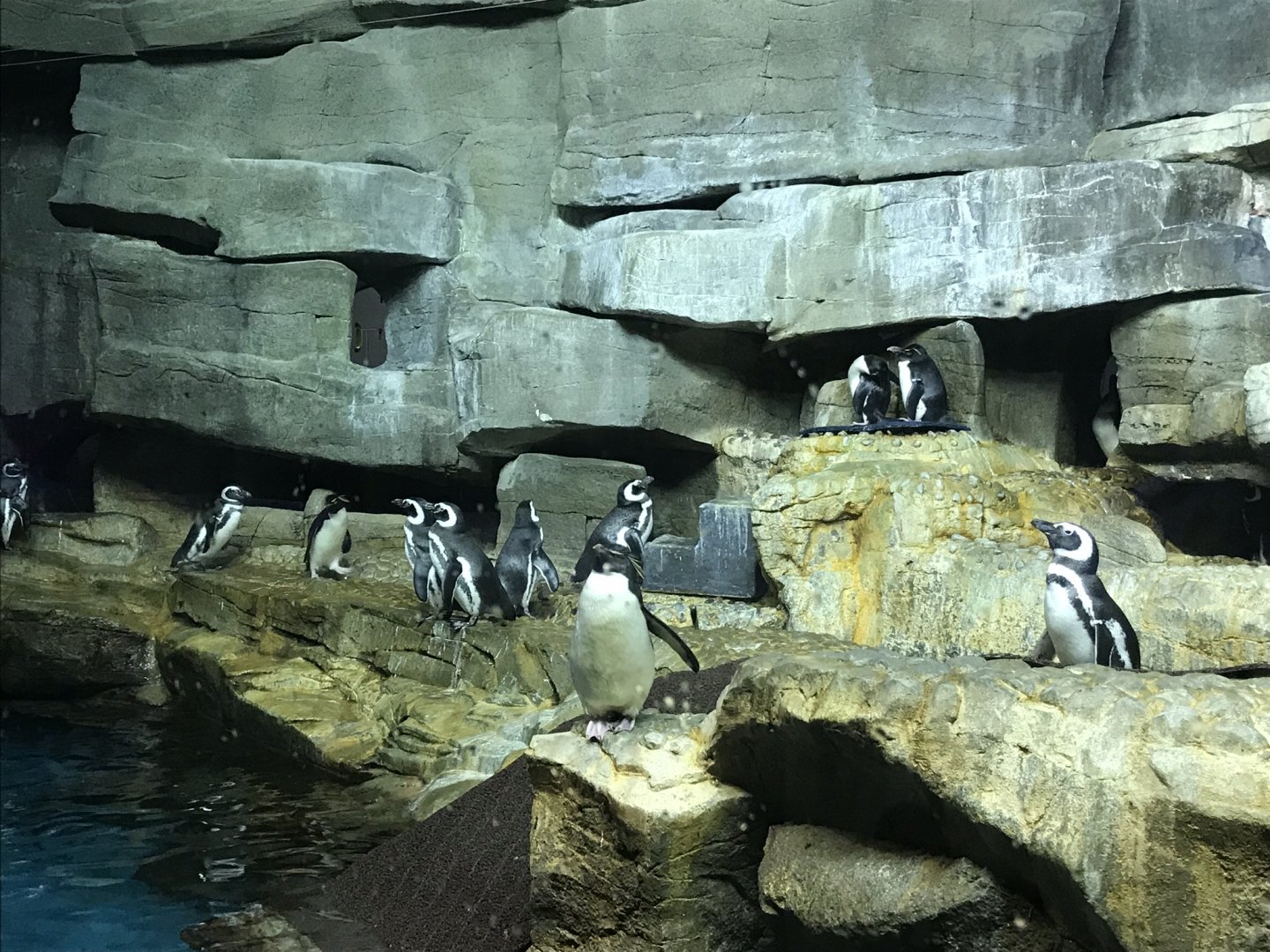 Shedd Aquarium: Penguins
