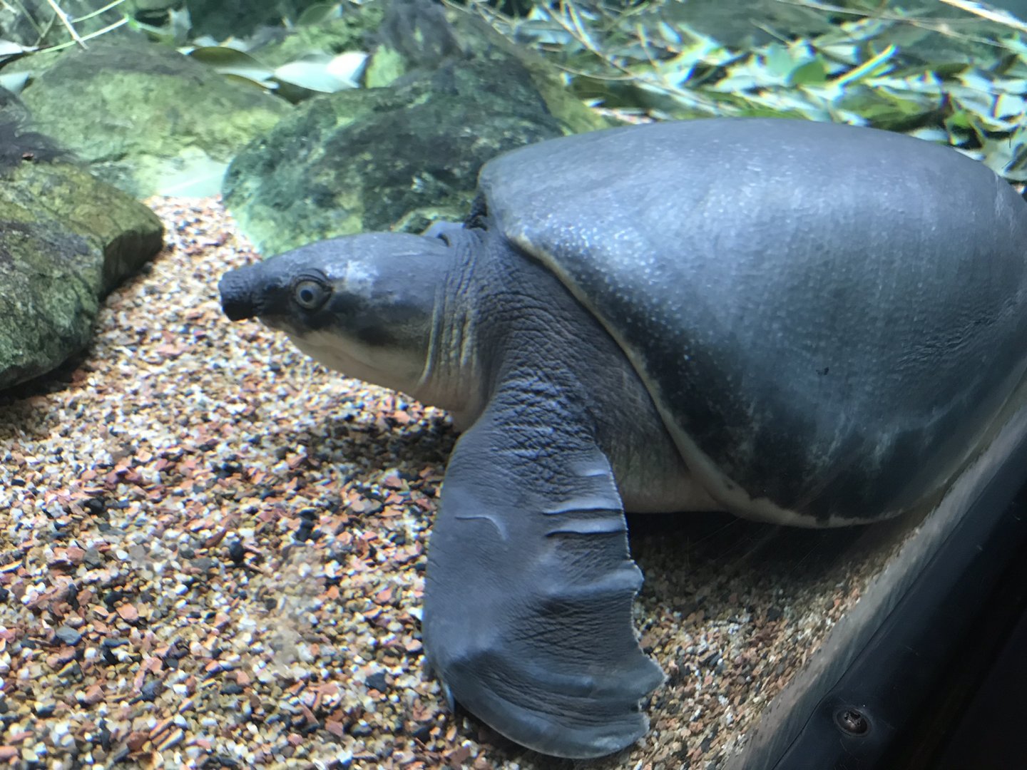 Shedd Aquarium: Pig-Nosed Turtle