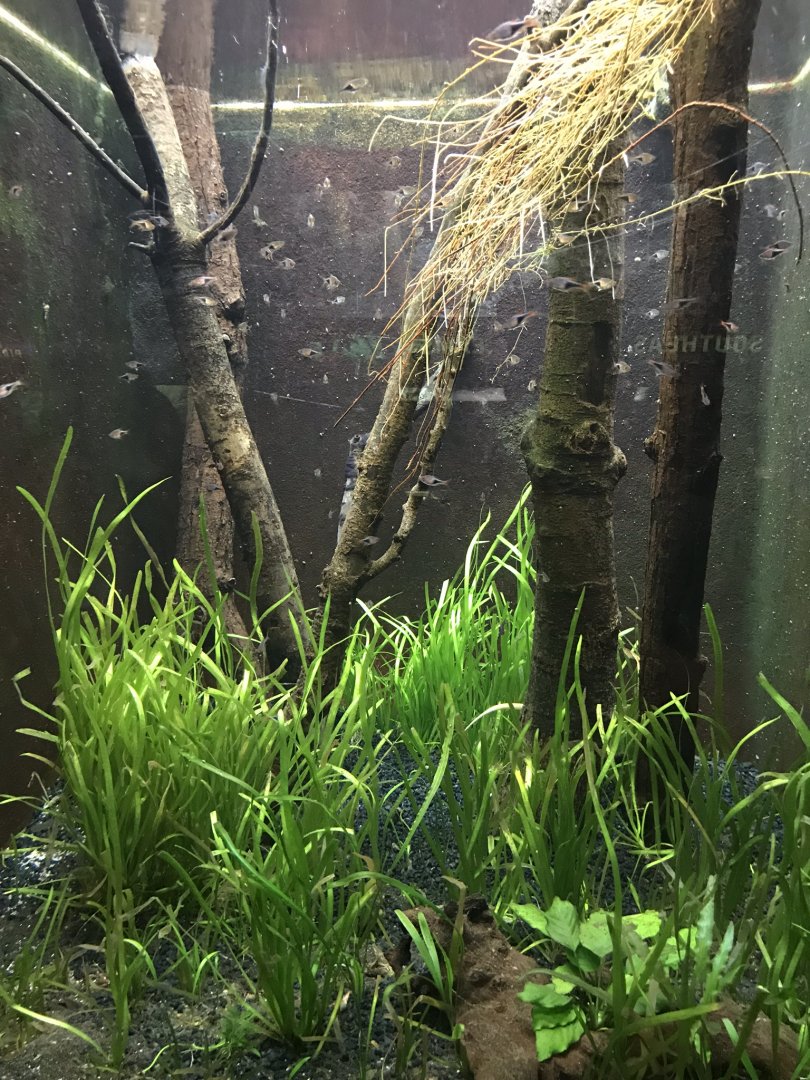 Shedd Aquarium: Rasboras