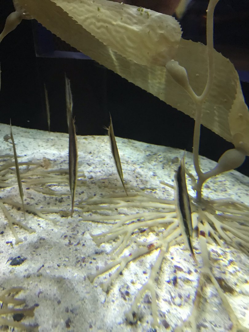 Shedd Aquarium: Razorfish