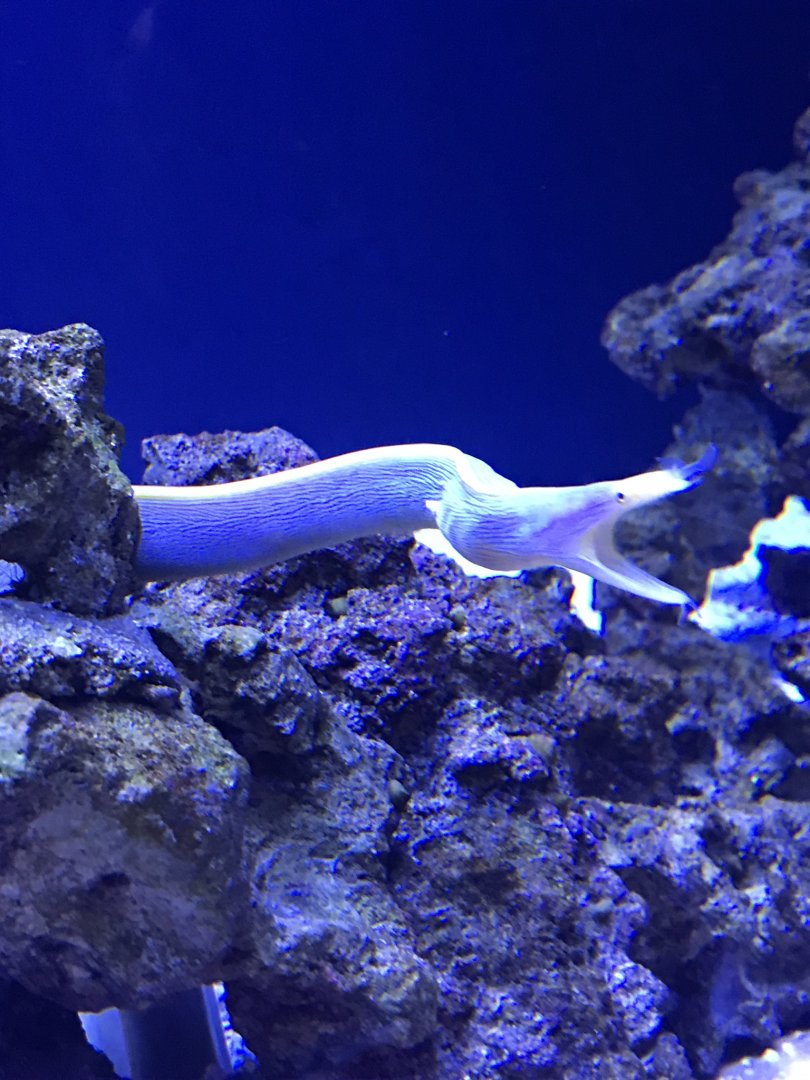 Shedd Aquarium: Ribbon Eel