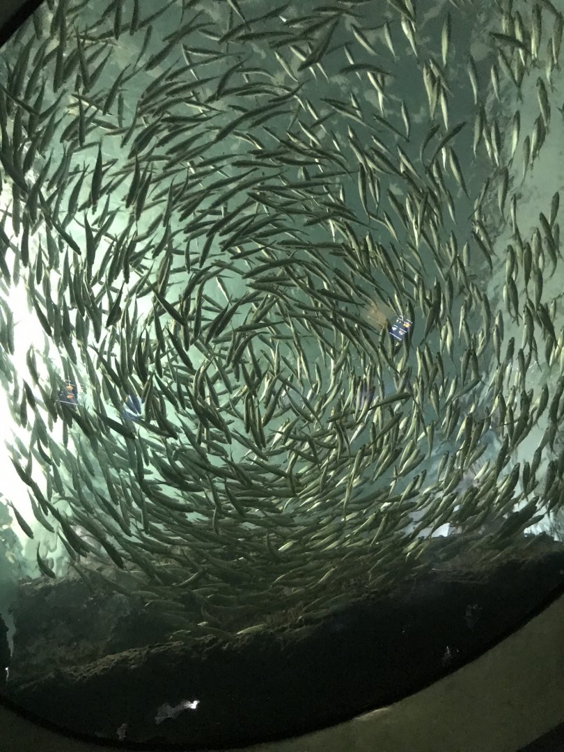 Shedd Aquarium: School of Circling Fish