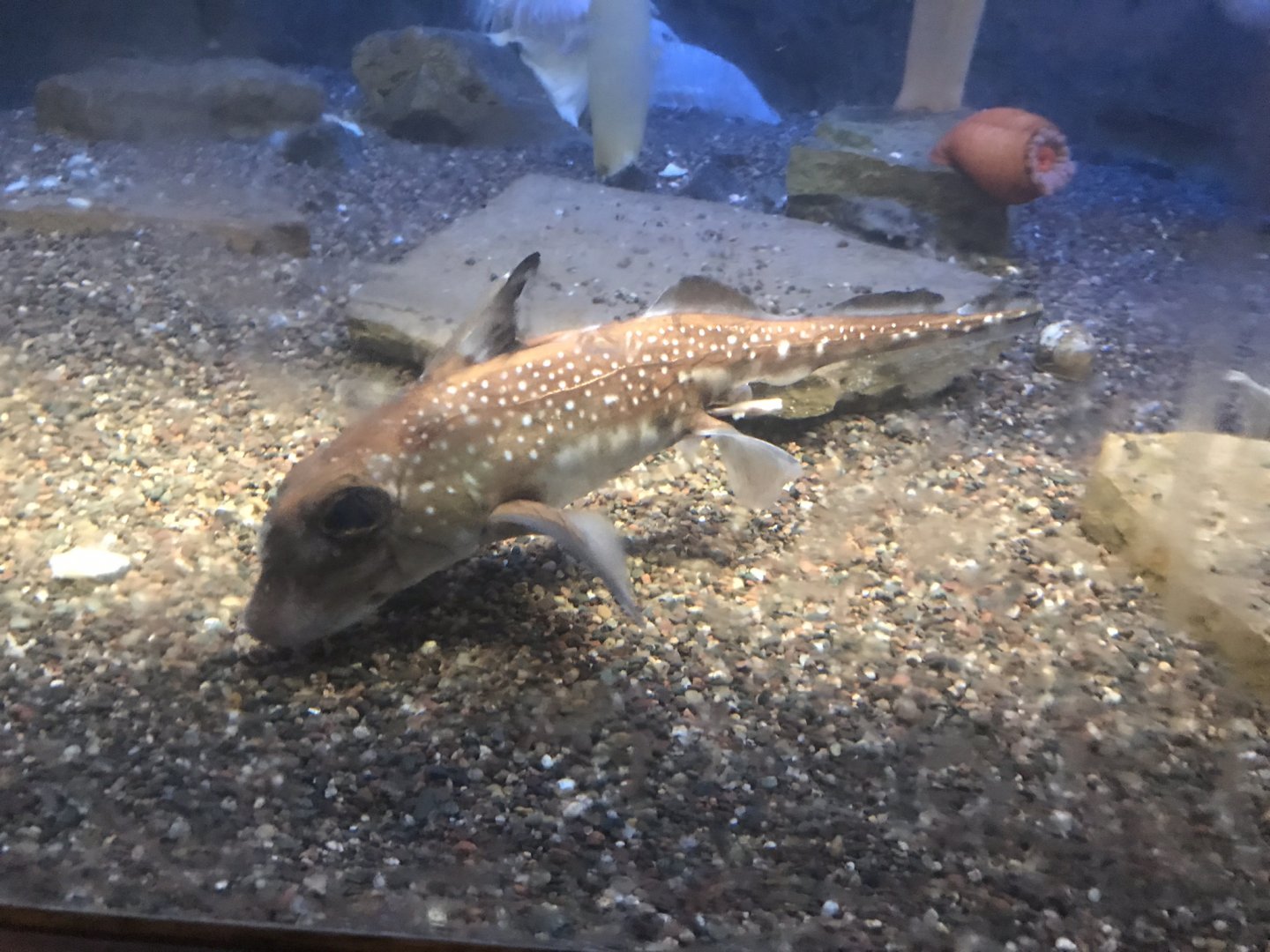 Shedd Aquarium: Spotted Ratfish