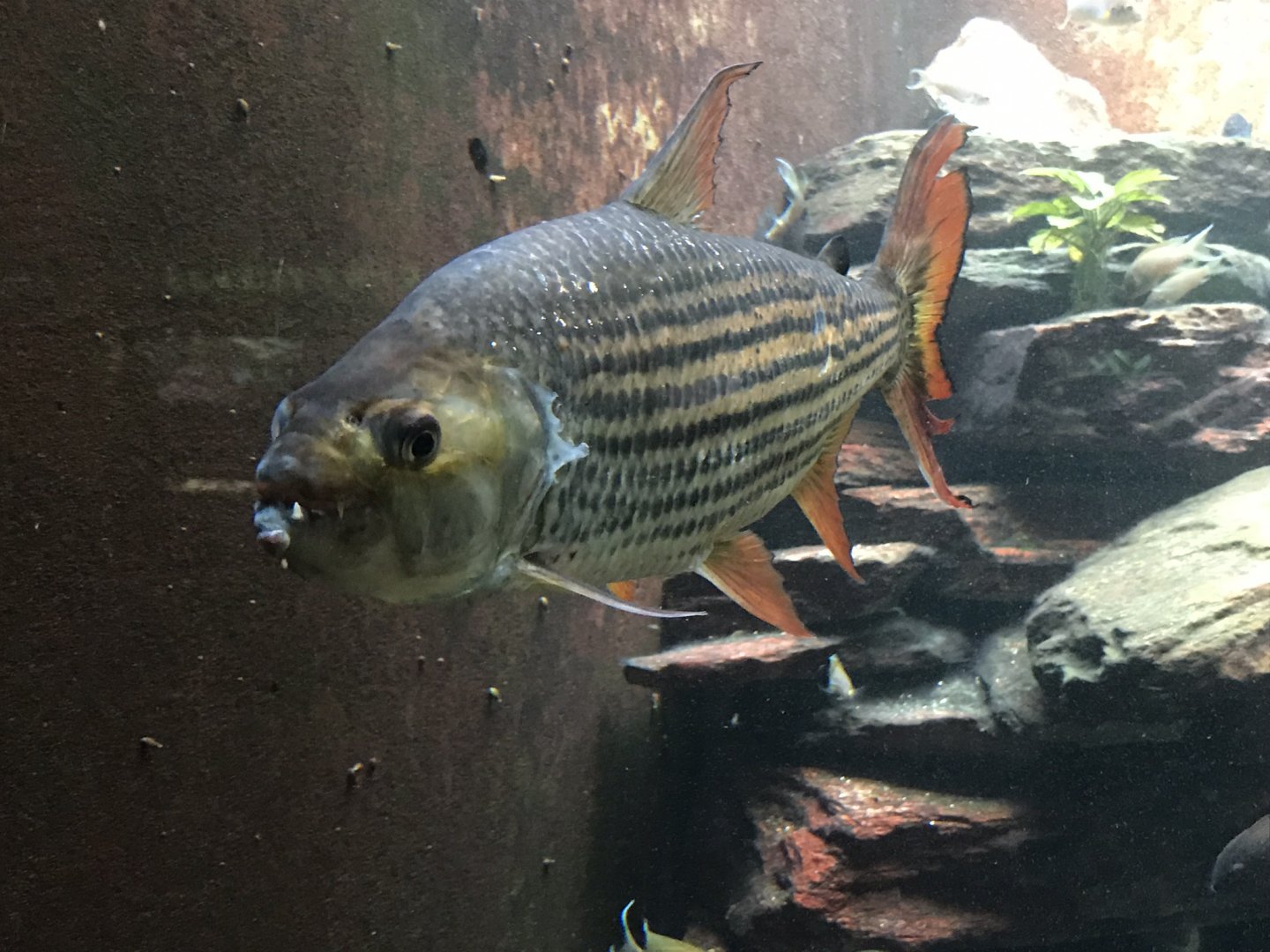 Shedd Aquarium: Striped Tigerfish