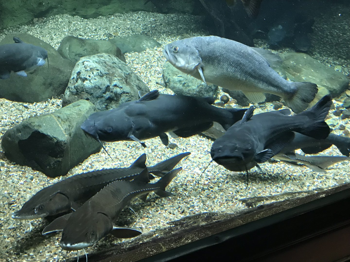 Shedd Aquarium: Sturgeon, Catfish, and Largemouth Bass
