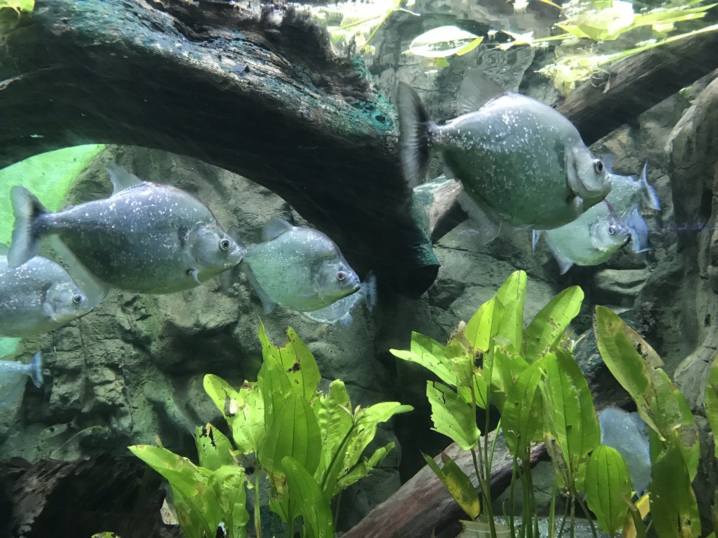 Shedd Aquarium: Violet-Lined Piranhas